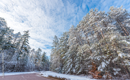 Snow covered pines - beautiful forests along rural roads. Bright sunny and frosty winter morning finds the forests draped frozen in fresh fallen snow.