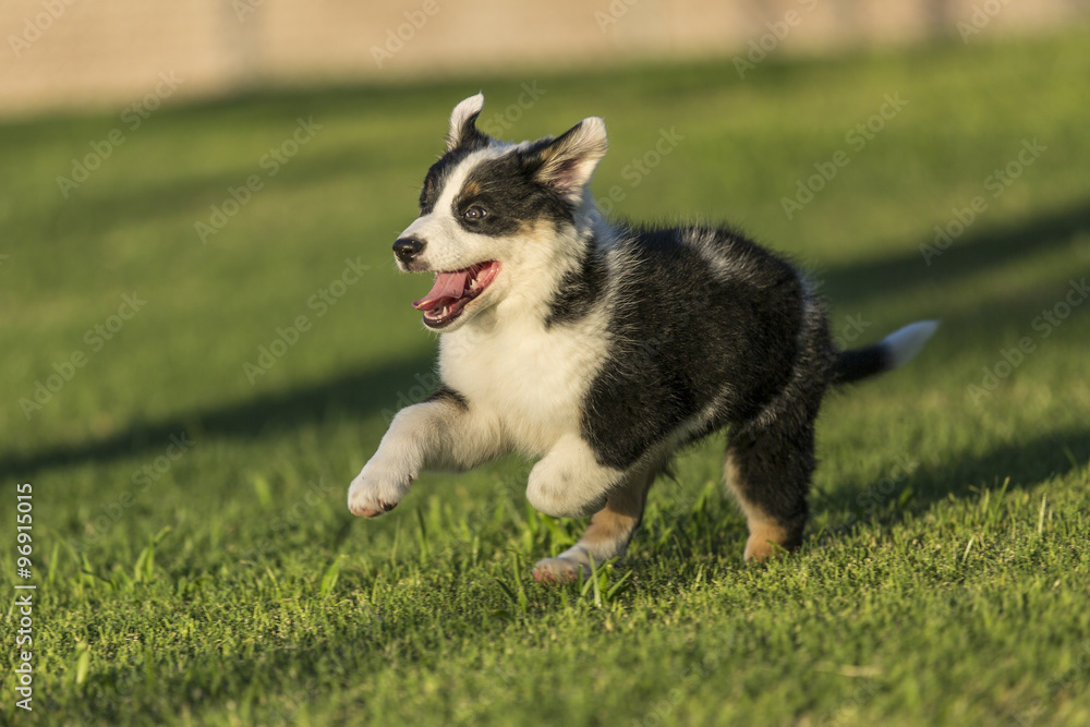 Cute Texas Heeler Puppy Running in the Park