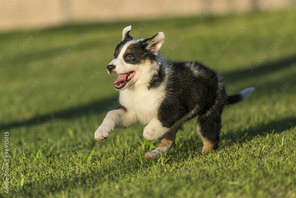 Cute Texas Heeler Puppy Running in the Park Cute Texas Heeler Puppy Running in the Park