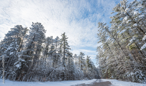 Snow covered pines - beautiful forests along rural roads.  Bright sunny and frosty winter morning finds the forests draped frozen in fresh fallen snow.