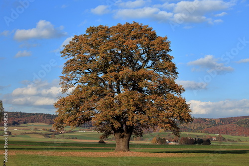 Alte Eiche im goldenen Herbst  photo