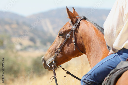 A bay horse and cowboy overlooking the valley on a long distance trail ride.