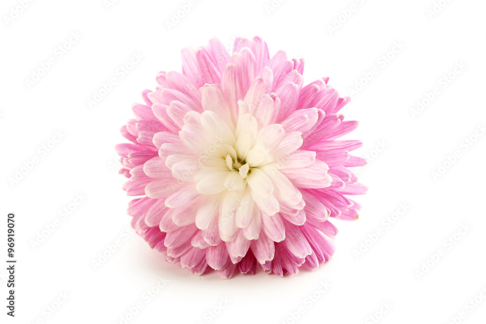 Chrysanthemum isolated on a white, close up