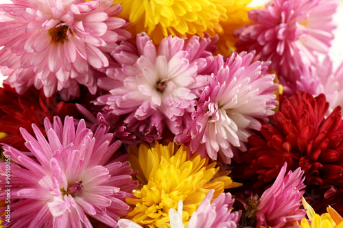 Bouquet of chrysanthemum background, close up © 5second