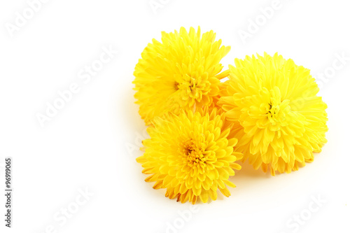 Chrysanthemum isolated on a white  close up