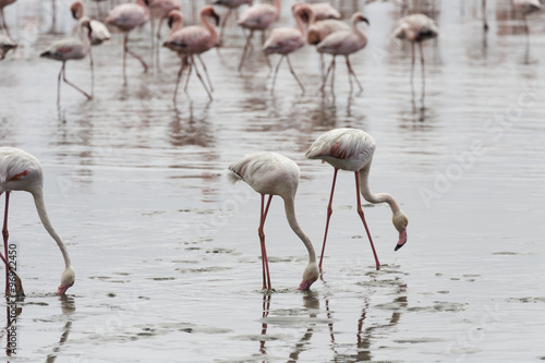 Pink flamingos in Walvis Bay, Namibia