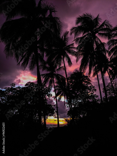 Palm tree silhouettes during sunset