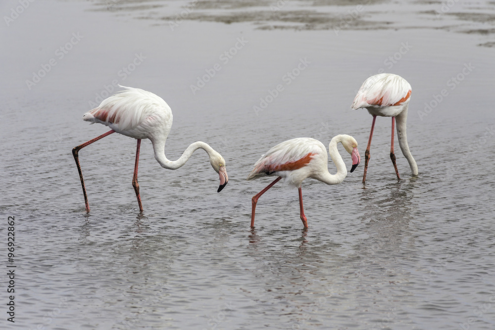 Obraz premium Pink flamingos in Walvis Bay, Namibia