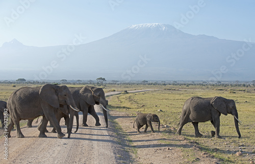 Kenya Africa Amboseli reserve  Mt Kilimanjaro, Elephants © 169169