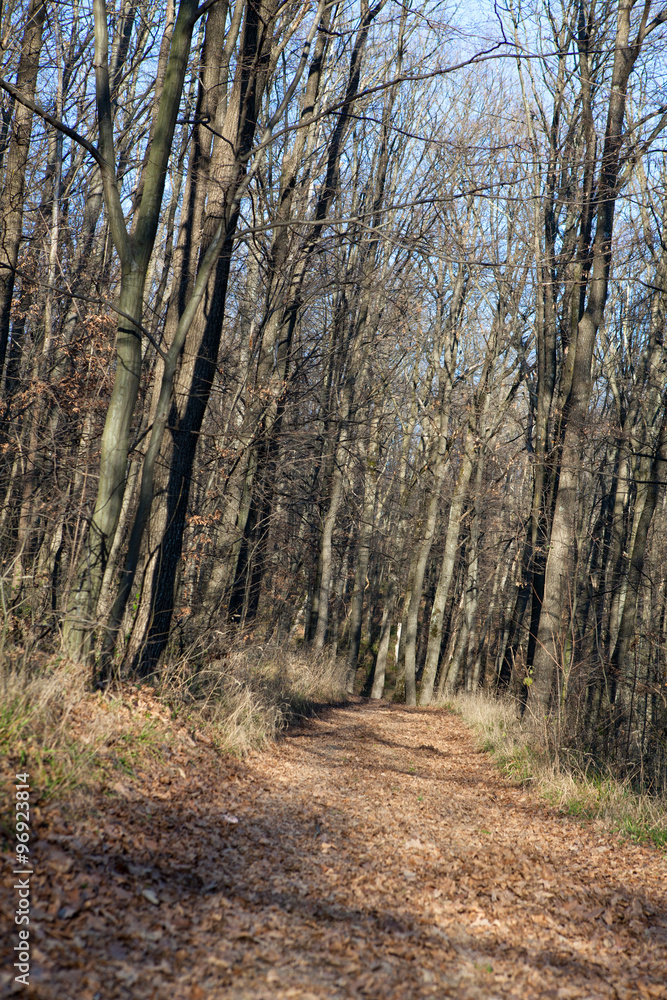 empty forest empty forest