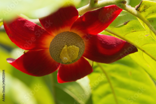 Fototapeta Naklejka Na Ścianę i Meble -  Uvaria grandiflora flowers