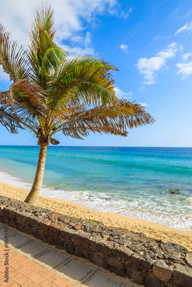 Palm tree on beautiful tropical beach in Morro Jable town, Fuerteventura, Canary Islands, Spain