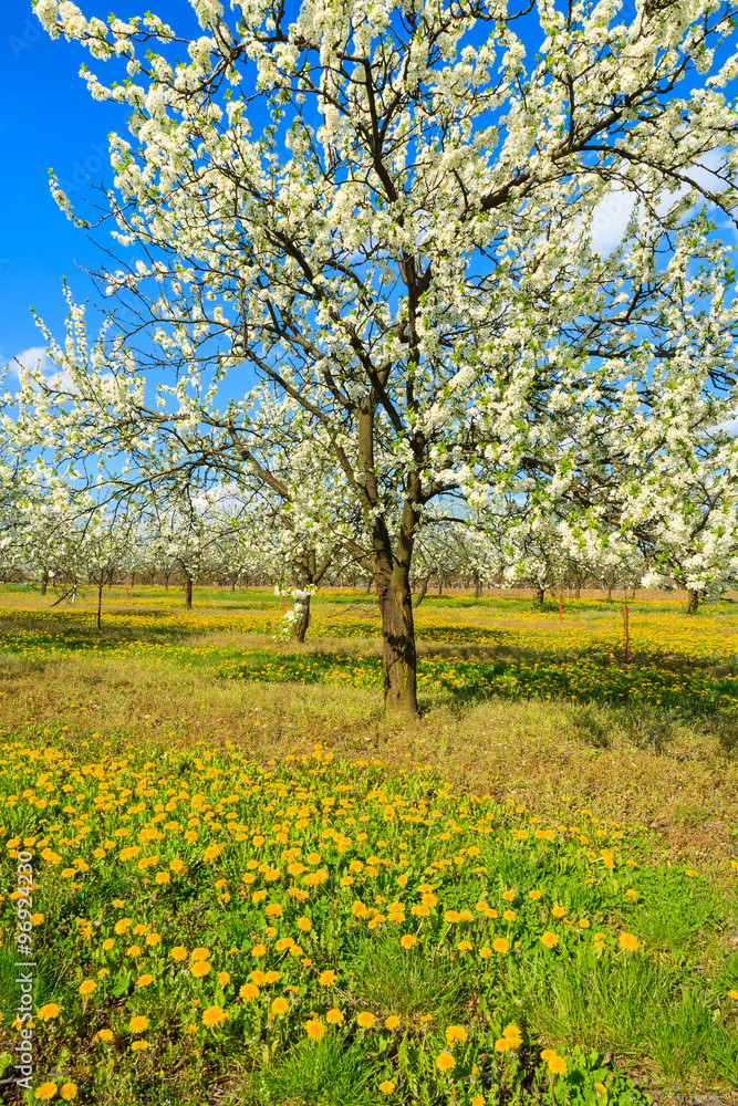 Yellow spring flowers and plum and apple trees in blossom in orchard near Kotuszow village on sunny day, Poland