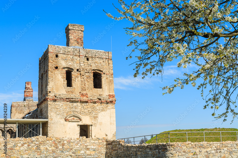 Tower of medieval castle Krzyztopor in spring and blooming tree, Ujazd, Poland