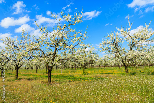 Plum and apple trees in blossom in orchard near Kotuszow village on sunny spring day, Poland