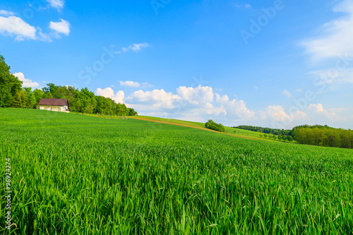 Green farming field with house in background in countryside spring landscape, Burgenland, Austria