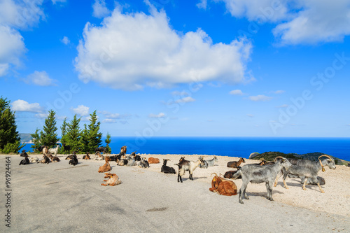 Fototapeta Naklejka Na Ścianę i Meble -  Goats with horns on scenic mountain road to Assos village against blue sea background, Kefalonia island, Greece