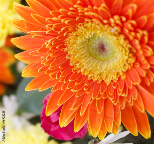  Gerbera jamesonii