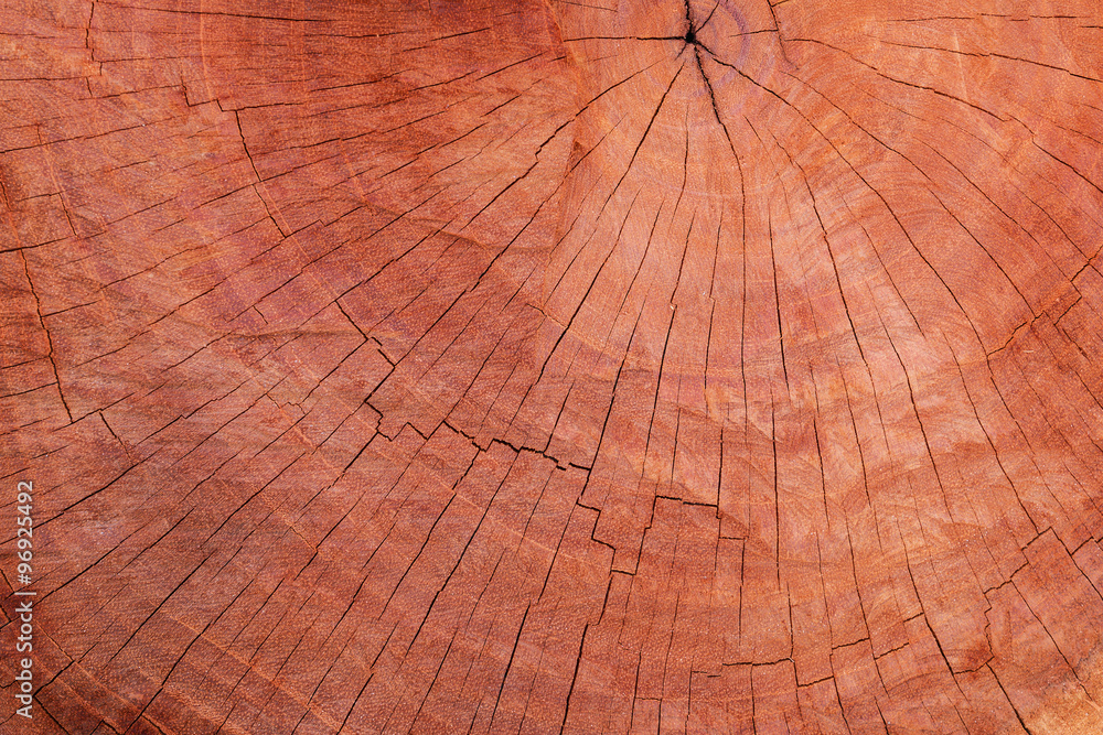 Fototapeta premium Wood texture cut tree trunk used as background