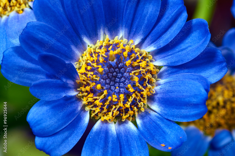 Senecio - blue flowers decorative. Senecio - blue flowers decorative.