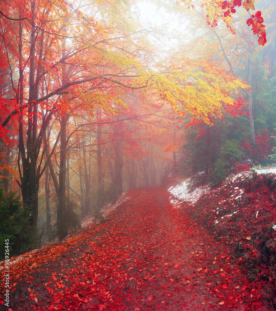 Fototapeta premium first snow in the autumn