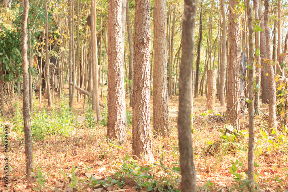 Obraz premium forest