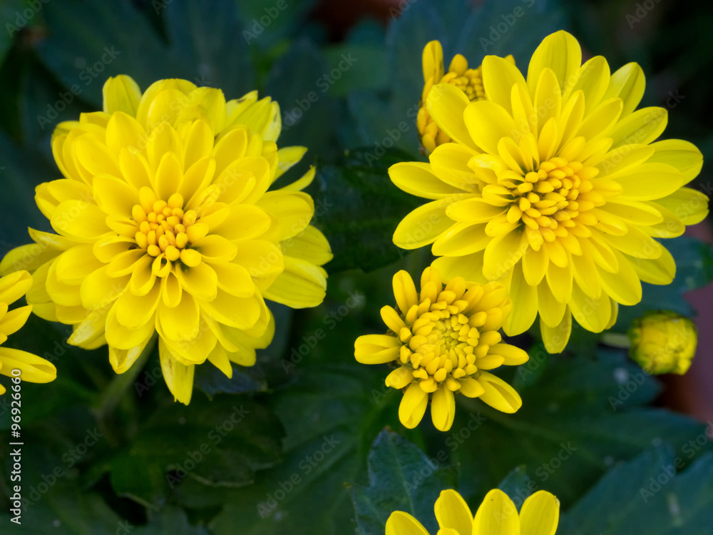 Obraz premium Yellow Chrysanthemum Daisy Close-up Shot