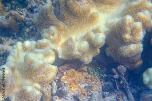 Underwater Aquatic Living Coral