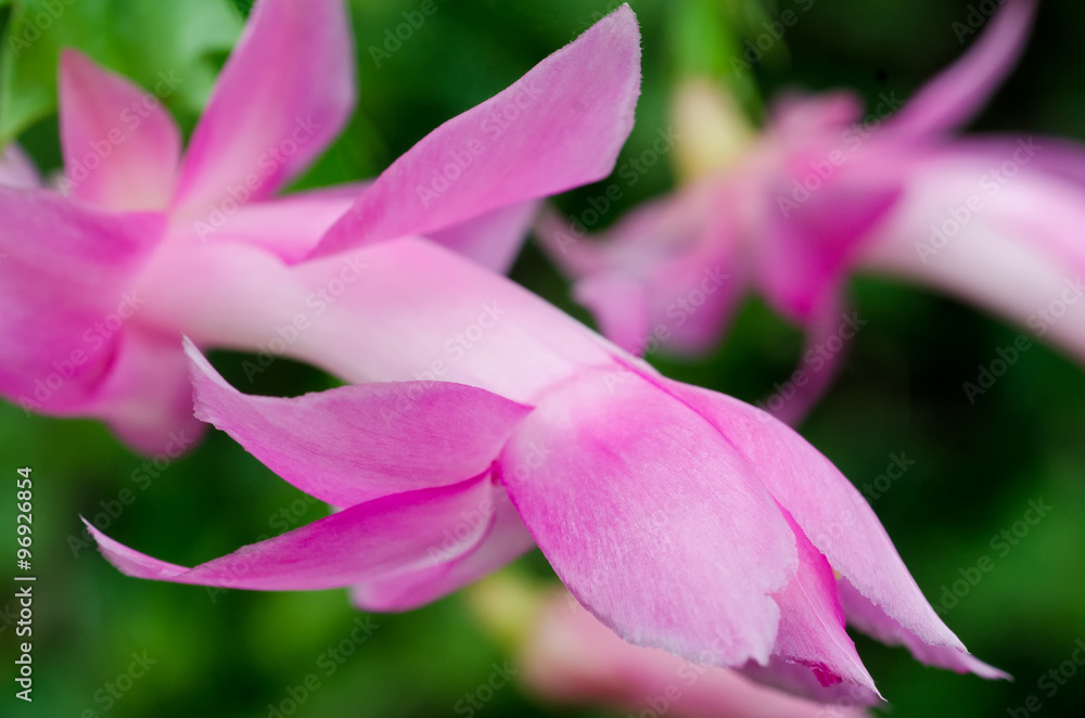Pink Purple Zygo - Zygocactus Close-up Pink Purple Zygo - Zygocactus Close-up
