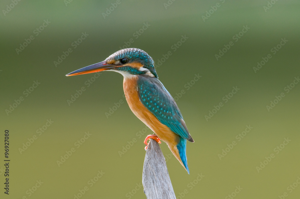 Obraz premium Common Kingfisher