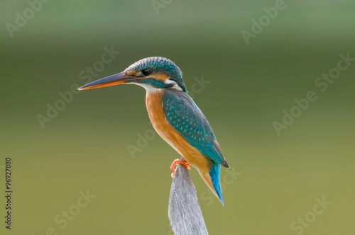 Common Kingfisher