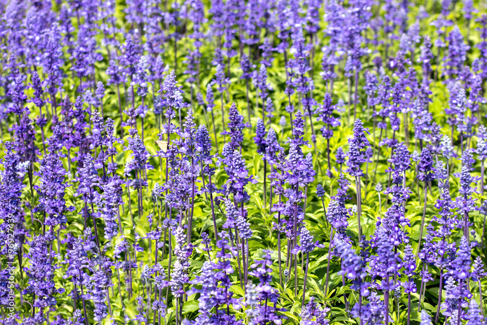 abstract violet flowers on field, lavender flowers background