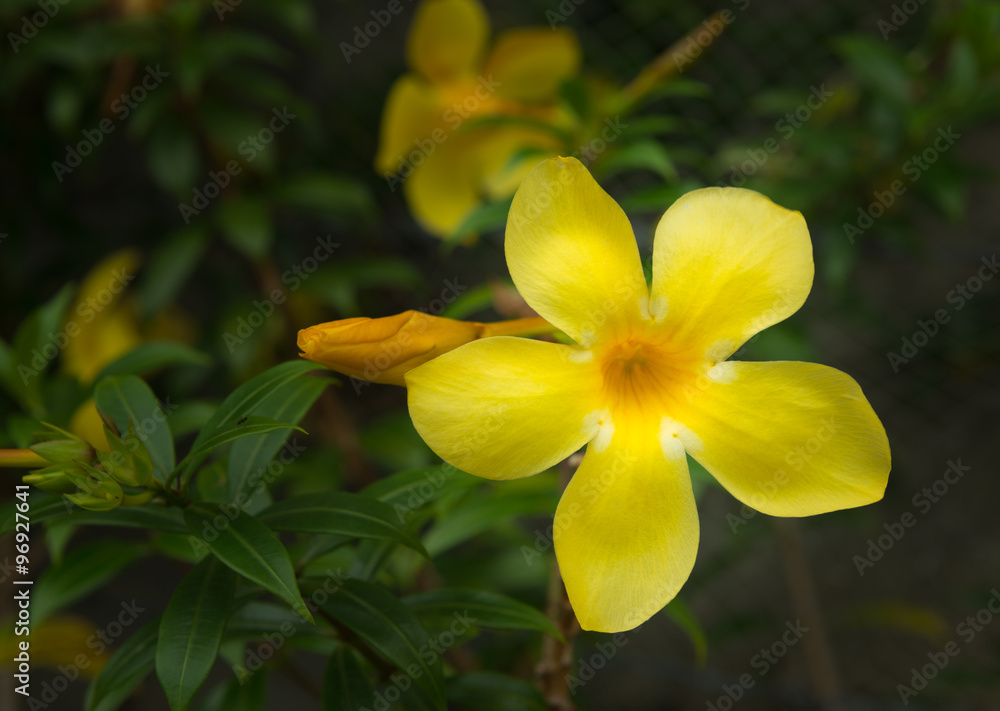 Allamanda yellow flower Allamanda yellow flower