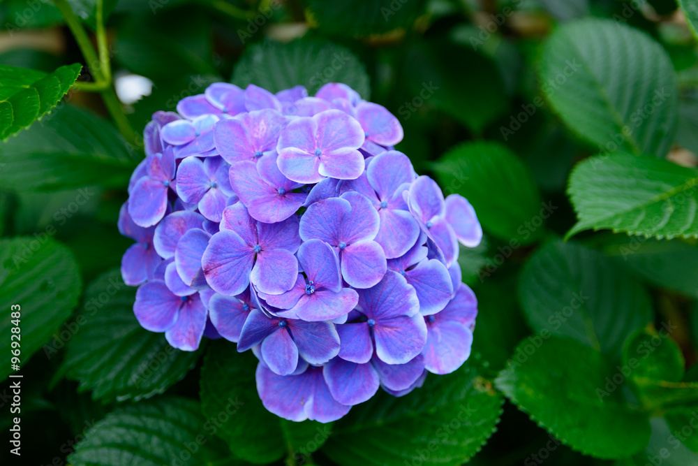 Hydrangeas at Hakusan Shrine in Tokyo Hydrangeas at Hakusan Shrine in Tokyo