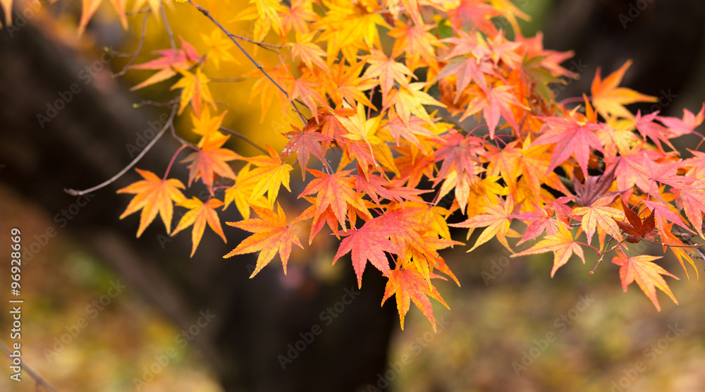 Yellow maple leaf in Japan
