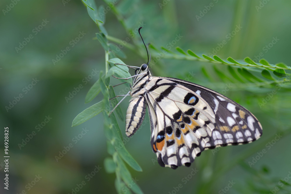 Black and orange butterfly with white stripes on the leaves . Black and orange butterfly with white stripes on the leaves .