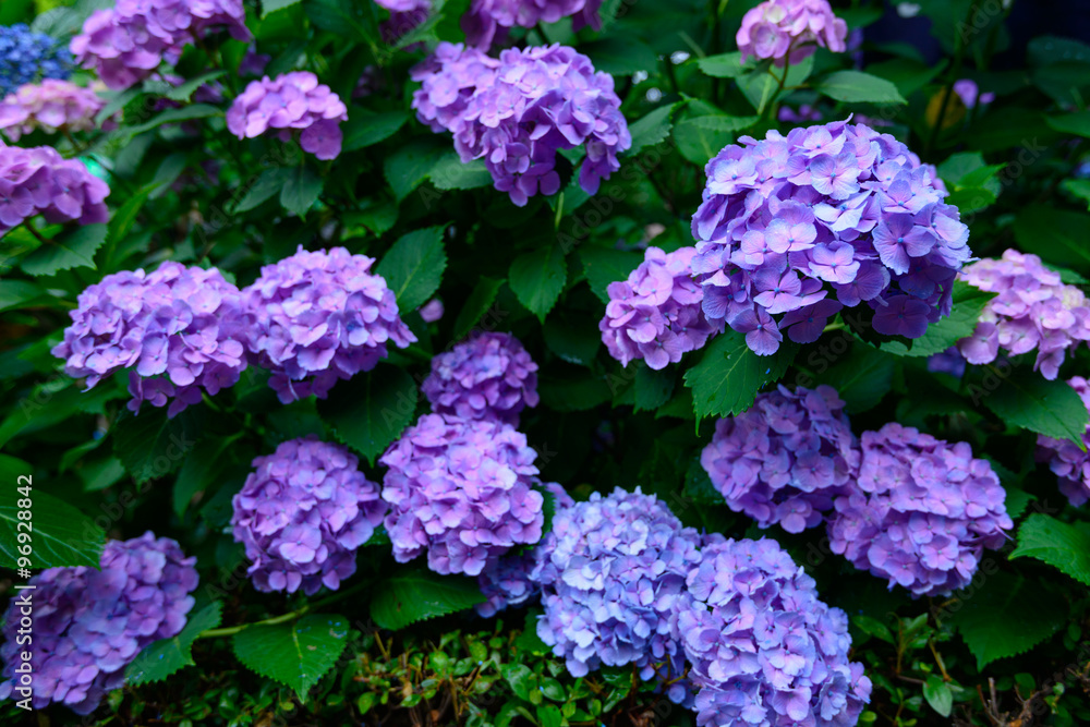 Hydrangeas at Hakusan Shrine in Tokyo Hydrangeas at Hakusan Shrine in Tokyo