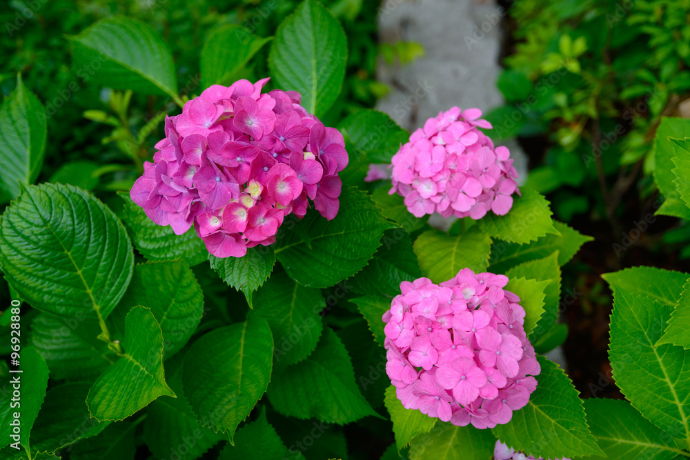 Hydrangeas at Hakusan Shrine in Tokyo Hydrangeas at Hakusan Shrine in Tokyo