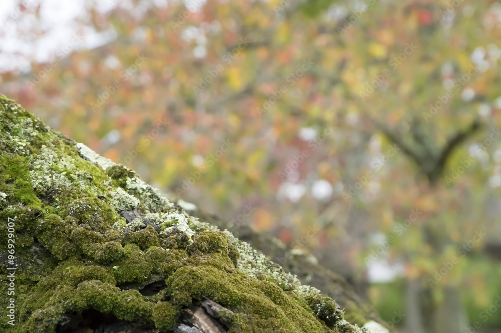 桜の古木と紅葉 stockphoto 素材 桜の古木と紅葉 stockphoto 素材