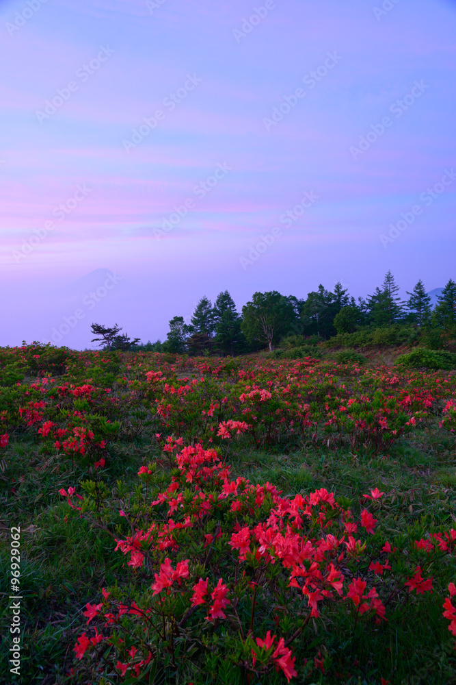 Summit of Mt. Amariyama and Japanese Azalea in Nirasaki, Yamanashi, Japan Summit of Mt. Amariyama and Japanese Azalea in Nirasaki, Yamanashi, Japan