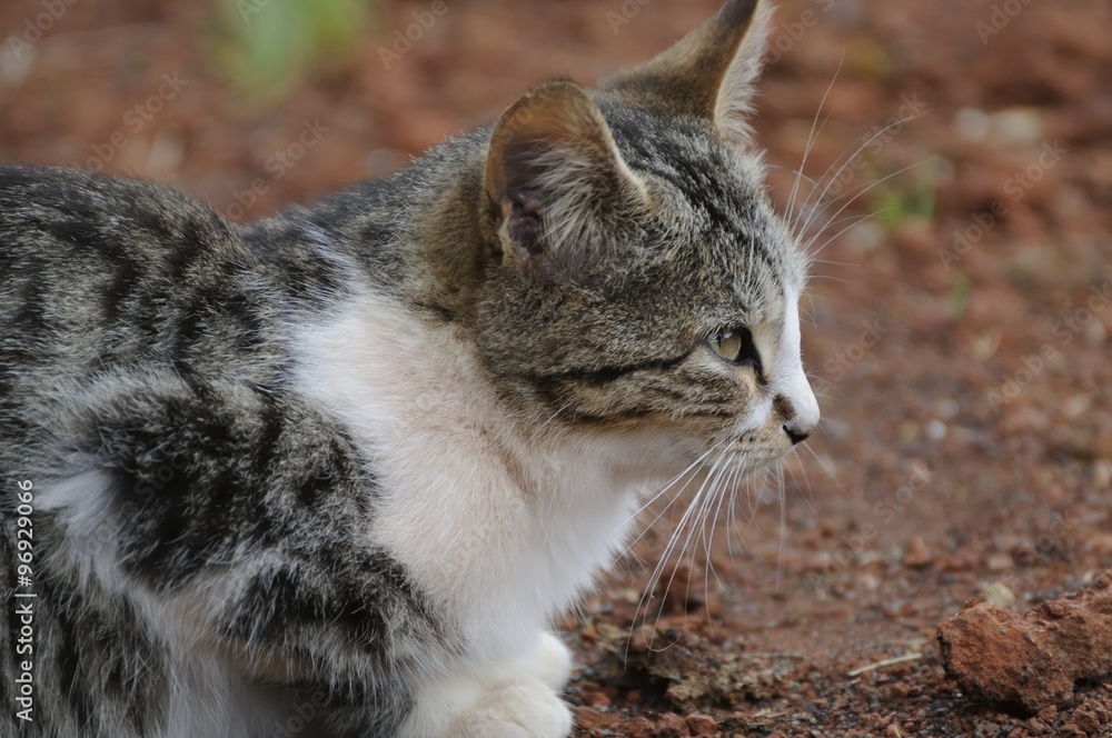 Obraz premium katze 82