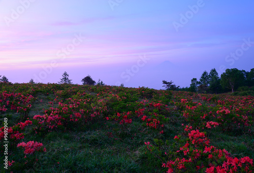 Summit of Mt. Amariyama and Japanese Azalea in Nirasaki, Yamanashi, Japan photo