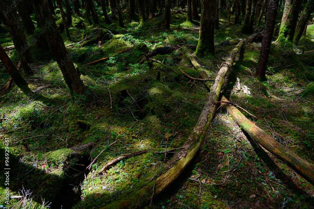 Moss and virgin forest at Yachiho highlands in Sakuho town, Nagano, Japan Moss and virgin forest at Yachiho highlands in Sakuho town, Nagano, Japan