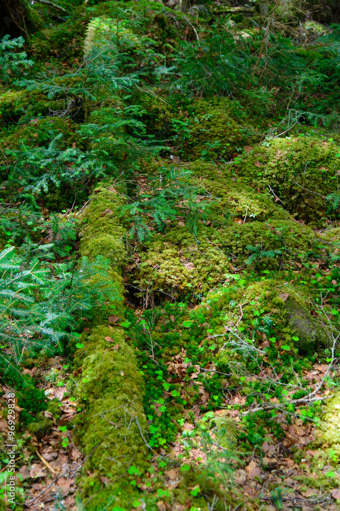 Moss and virgin forest at Yachiho highlands in Sakuho town, Nagano, Japan
