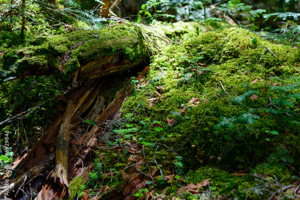 Moss and virgin forest at Yachiho highlands in Sakuho town, Nagano, Japan Moss and virgin forest at Yachiho highlands in Sakuho town, Nagano, Japan