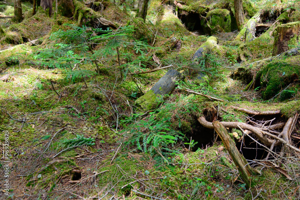 Moss and virgin forest at Yachiho highlands in Sakuho town, Nagano, Japan Moss and virgin forest at Yachiho highlands in Sakuho town, Nagano, Japan