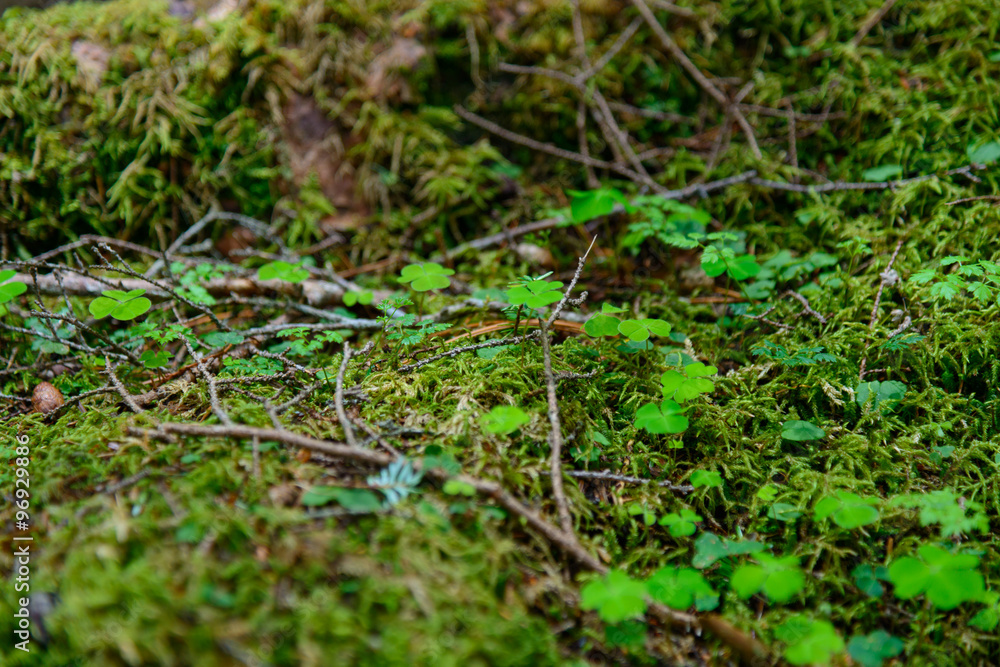 Moss and virgin forest at Yachiho highlands in Sakuho town, Nagano, Japan Moss and virgin forest at Yachiho highlands in Sakuho town, Nagano, Japan