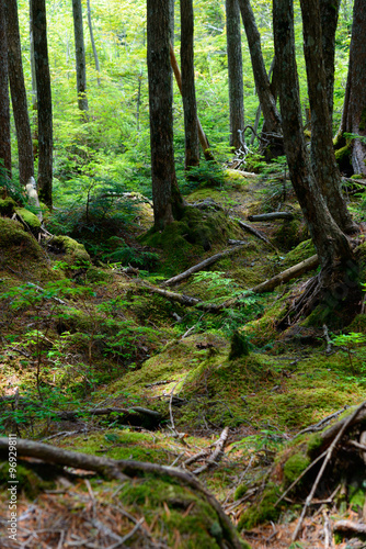 Moss and virgin forest at Yachiho highlands in Sakuho town, Nagano, Japan