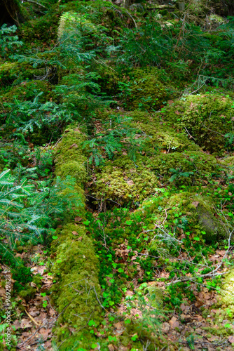 Moss and virgin forest at Yachiho highlands in Sakuho town, Nagano, Japan