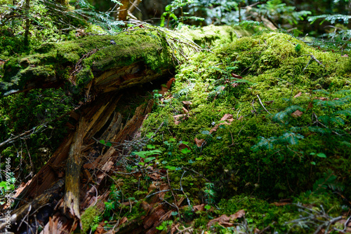Moss and virgin forest at Yachiho highlands in Sakuho town  Nagano  Japan